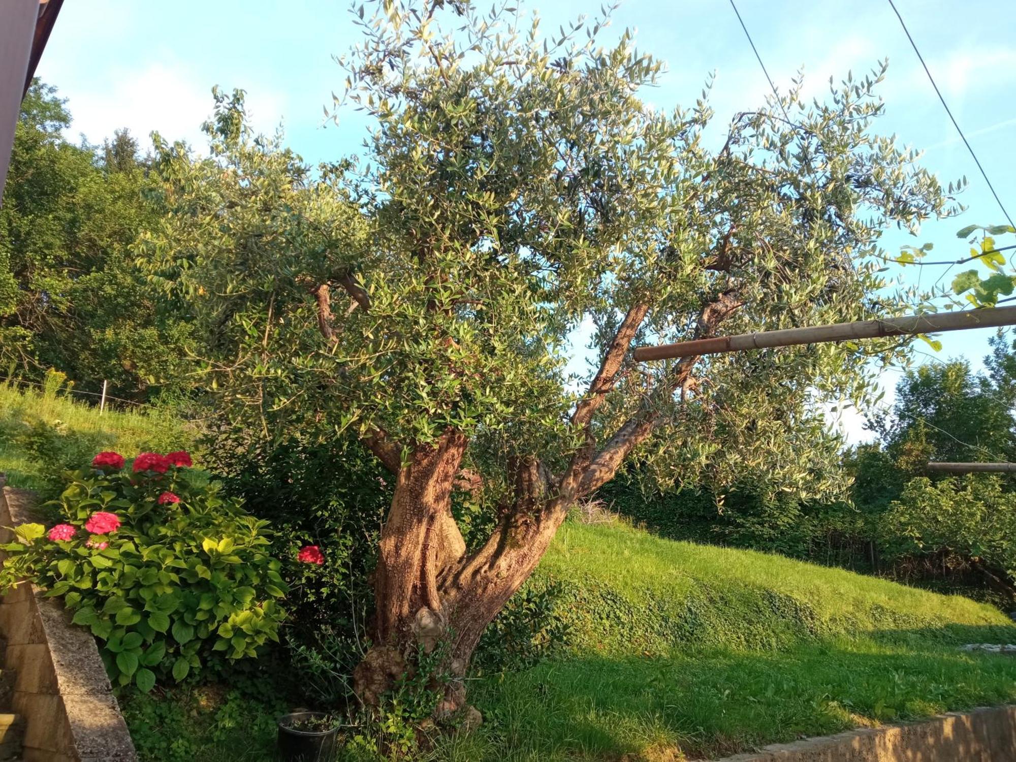Bergamo Bnb Villa di Serio Eksteriør billede