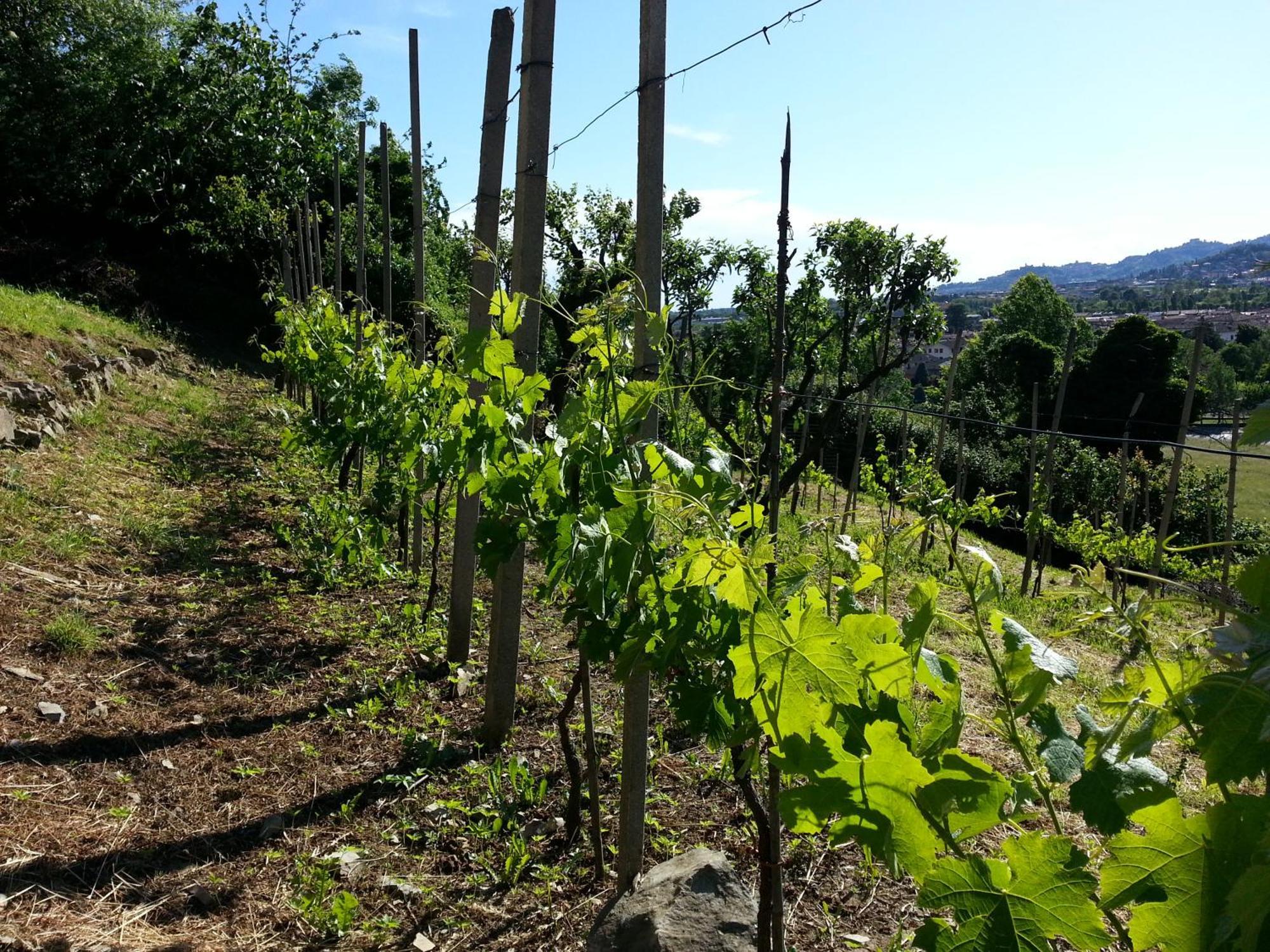 Bergamo Bnb Villa di Serio Eksteriør billede